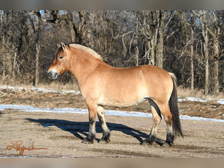 Chevaux fjord Jument 10 Ans 155 cm Alezan cuivré in Canistota