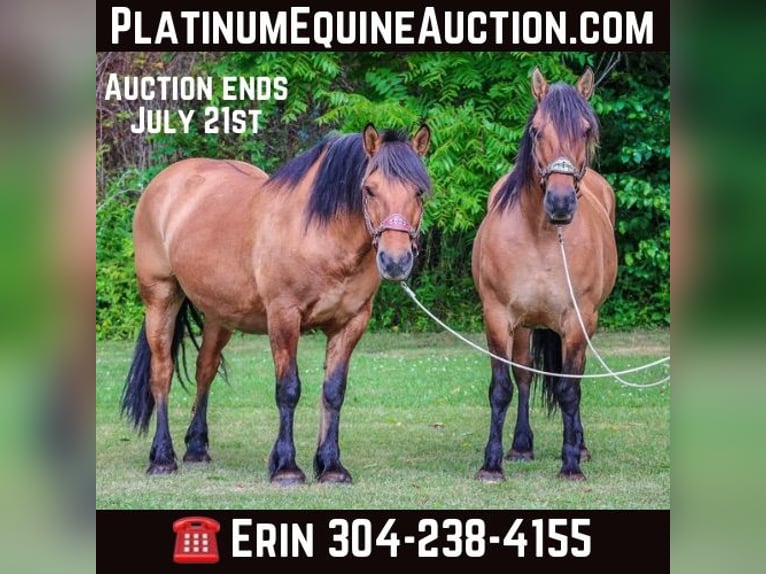 Chevaux fjord Jument 10 Ans Buckskin in Flemingsburg KY