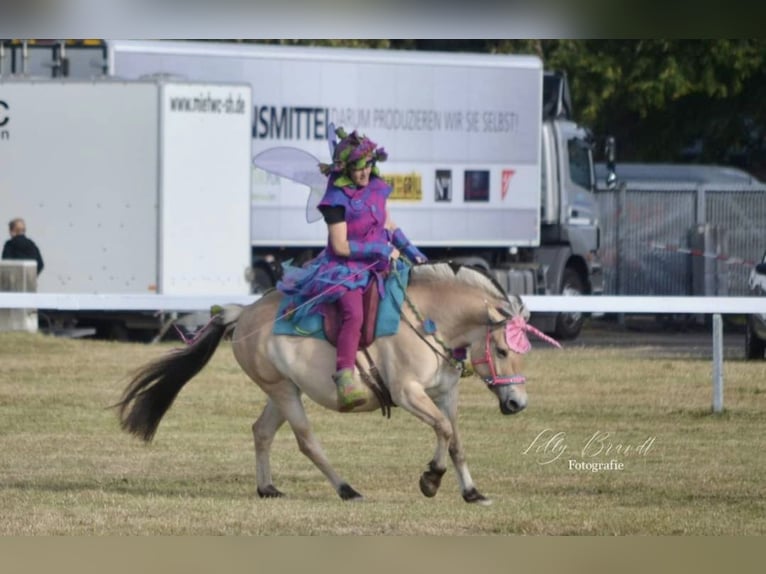 Chevaux fjord Jument 10 Ans Isabelle in Rehhorst