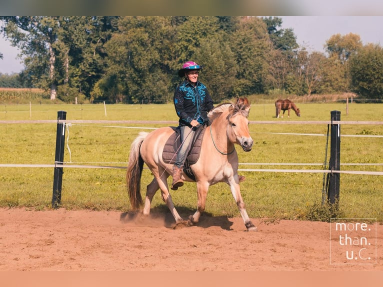 Chevaux fjord Jument 10 Ans Isabelle in Rehhorst