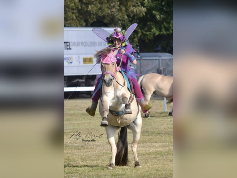 Chevaux fjord Jument 10 Ans Isabelle in Rehhorst