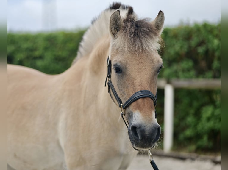 Chevaux fjord Jument 11 Ans 135 cm Buckskin in Neustadt (Wied)