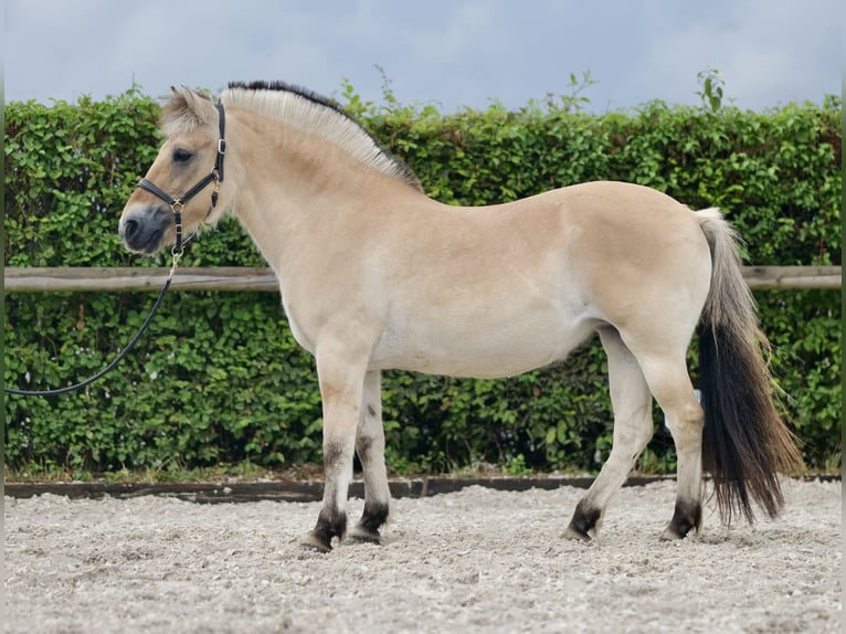 Chevaux fjord Jument 11 Ans 135 cm Buckskin in Neustadt (Wied)