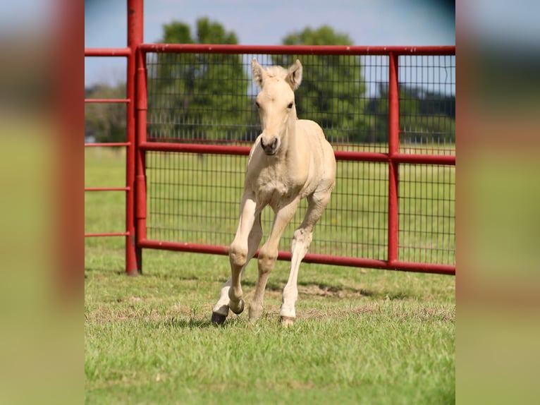 Chevaux fjord Jument 11 Ans 142 cm Isabelle in Grand Saline