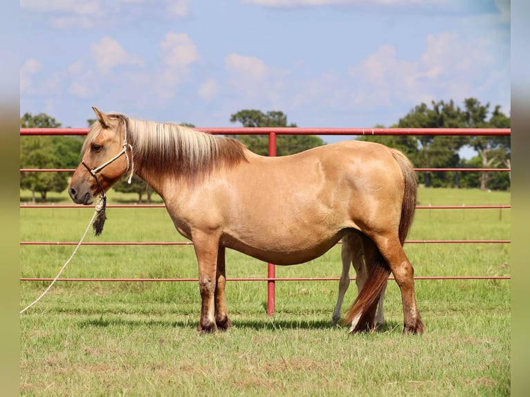 Chevaux fjord Jument 11 Ans 142 cm Isabelle in Grand Saline