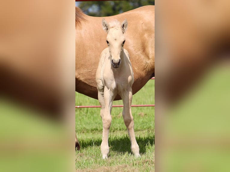 Chevaux fjord Jument 11 Ans 142 cm Isabelle in Grand Saline