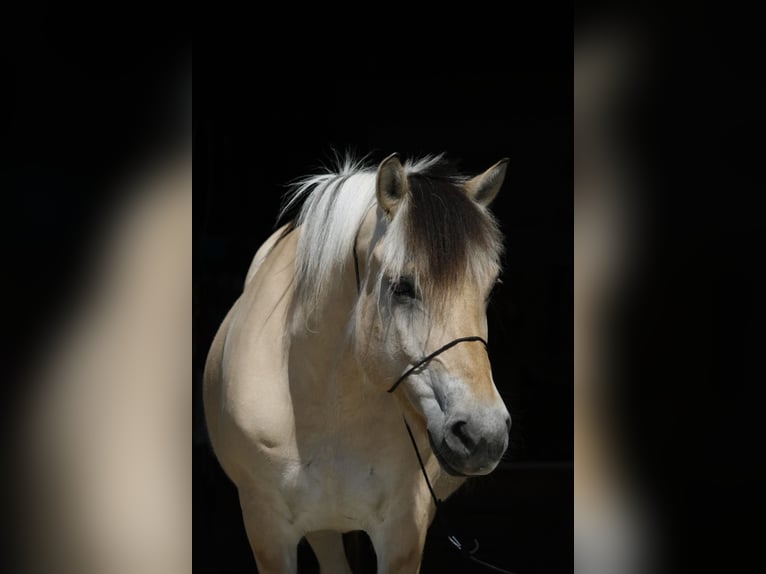 Chevaux fjord Jument 11 Ans 143 cm in Stuttgart