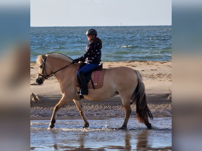 Chevaux fjord Jument 11 Ans 146 cm Isabelle in Homberg/Westerwald