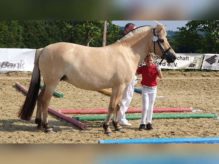 Chevaux fjord Jument 11 Ans 146 cm Isabelle in Homberg/Westerwald