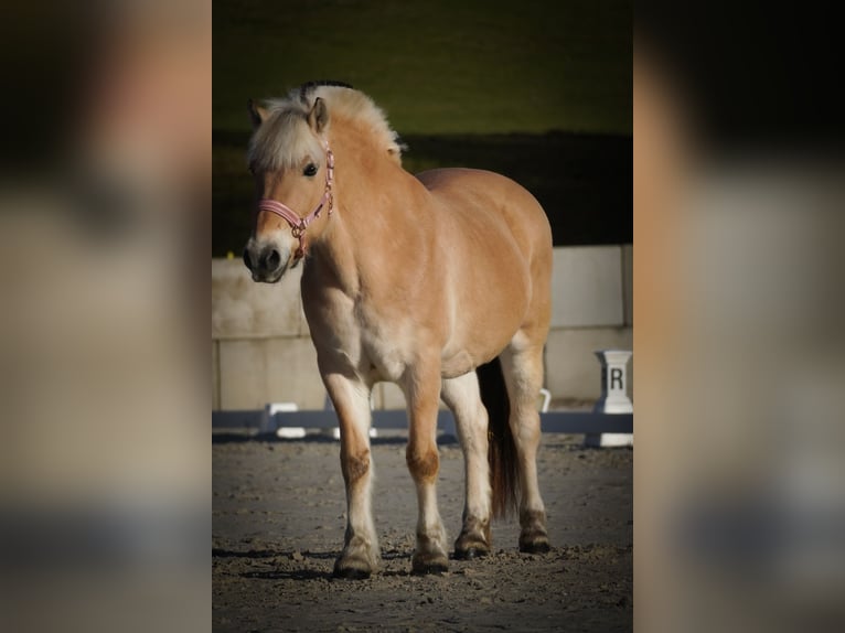 Chevaux fjord Jument 11 Ans 147 cm Isabelle in Nettersheim