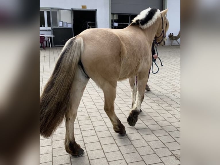 Chevaux fjord Jument 11 Ans 150 cm  in Wonneberg
