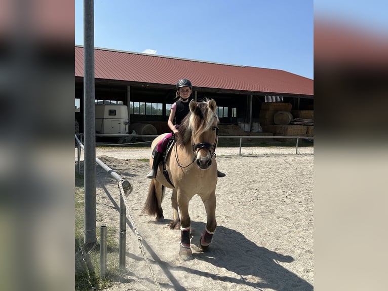 Chevaux fjord Jument 11 Ans 150 cm  in Wonneberg