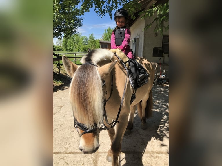 Chevaux fjord Jument 11 Ans 150 cm  in Wonneberg