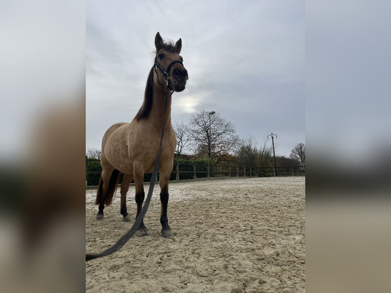 Chevaux fjord Croisé Jument 11 Ans 150 cm  in Duisburg