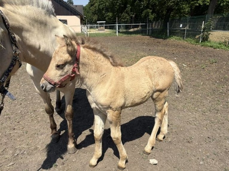 Chevaux fjord Jument 11 Ans 151 cm Blanc in Kamień Śląski