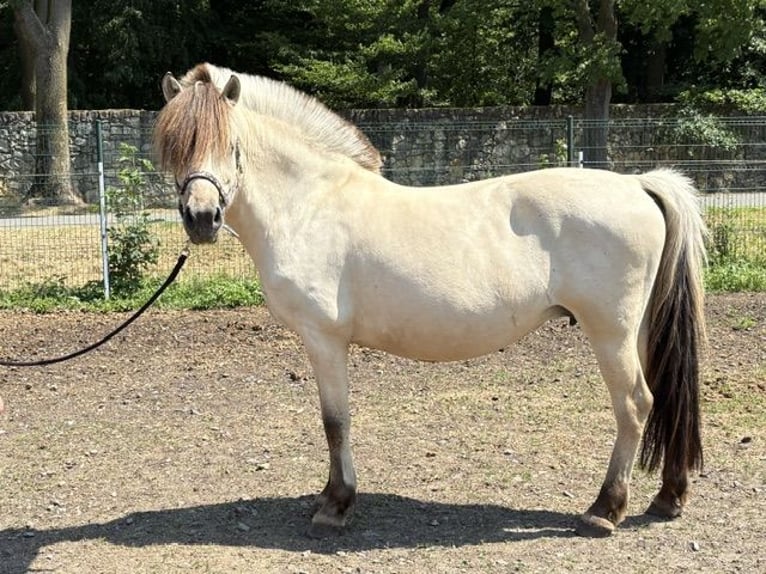 Chevaux fjord Jument 11 Ans 151 cm Blanc in Kamień Śląski