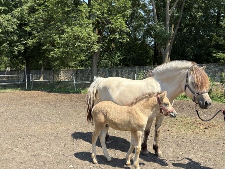 Chevaux fjord Jument 11 Ans 151 cm Blanc in Kamień Śląski