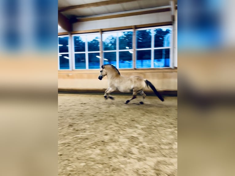 Chevaux fjord Croisé Jument 11 Ans 151 cm Isabelle in Wurmberg