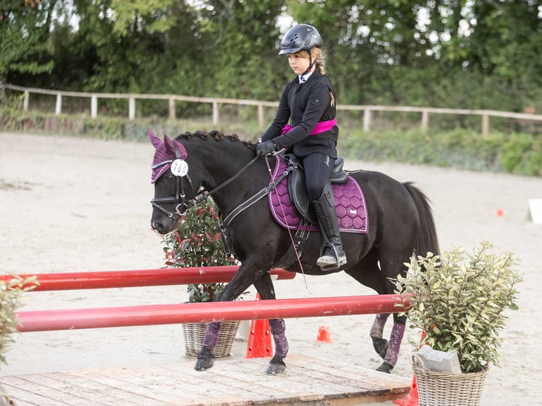 Chevaux fjord Jument 12 Ans 128 cm  in Lautertal