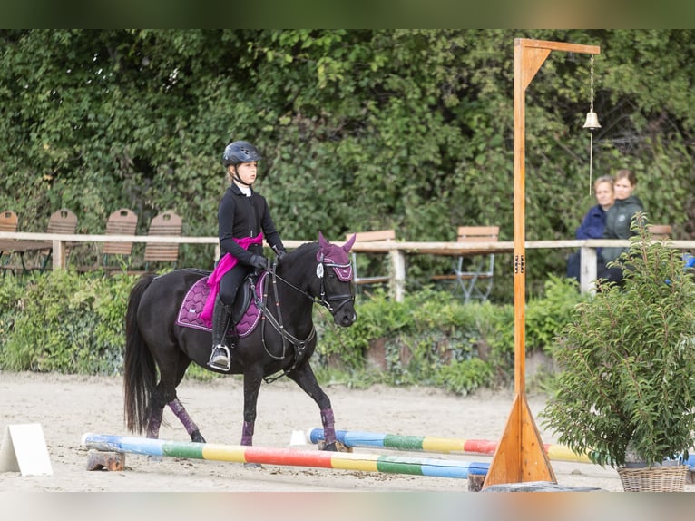 Chevaux fjord Jument 12 Ans 128 cm  in Lautertal