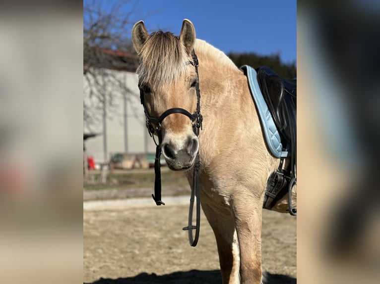 Chevaux fjord Jument 12 Ans 142 cm Bai clair in Mürzzuschlag