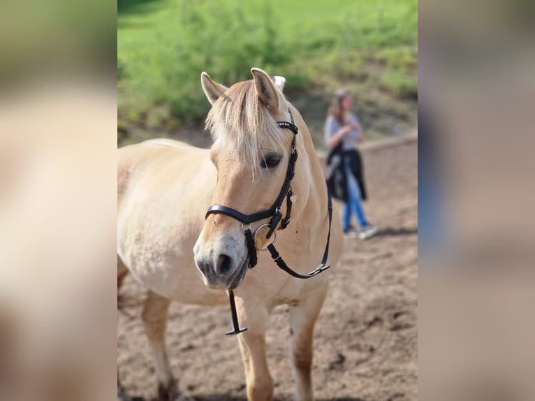 Chevaux fjord Jument 12 Ans 142 cm Bai clair in Mürzzuschlag