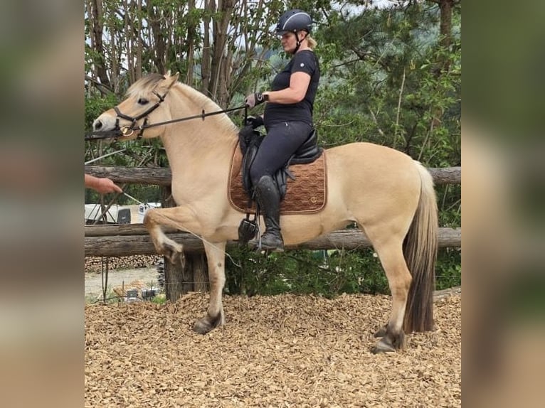 Chevaux fjord Jument 12 Ans 142 cm Bai clair in Mürzzuschlag