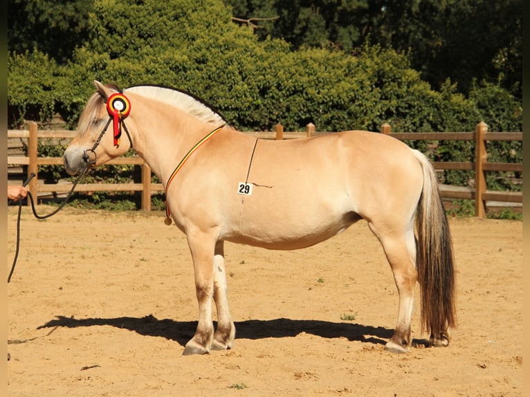Chevaux fjord Jument 12 Ans 146 cm  in Herdersem