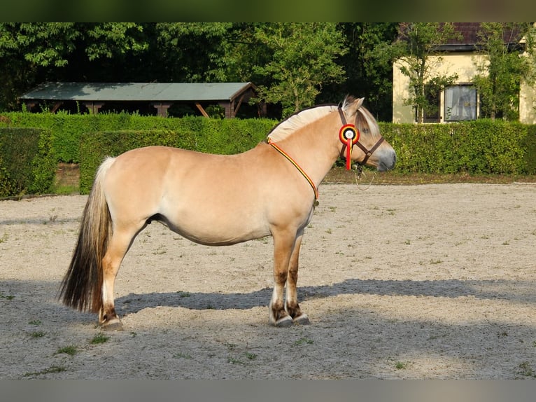 Chevaux fjord Jument 12 Ans 146 cm  in Herdersem