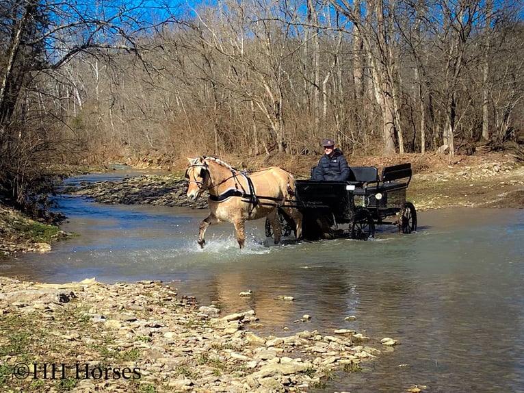 Chevaux fjord Jument 12 Ans 147 cm Buckskin in Flemingsburg Ky