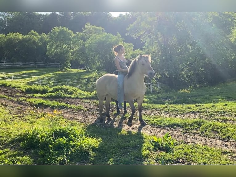 Chevaux fjord Jument 12 Ans 147 cm Isabelle in Teichalm