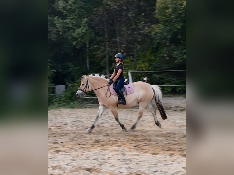 Chevaux fjord Jument 13 Ans 142 cm Alezan dun in &#x141;apalice