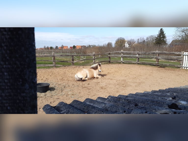 Chevaux fjord Jument 13 Ans 146 cm Isabelle in Jork