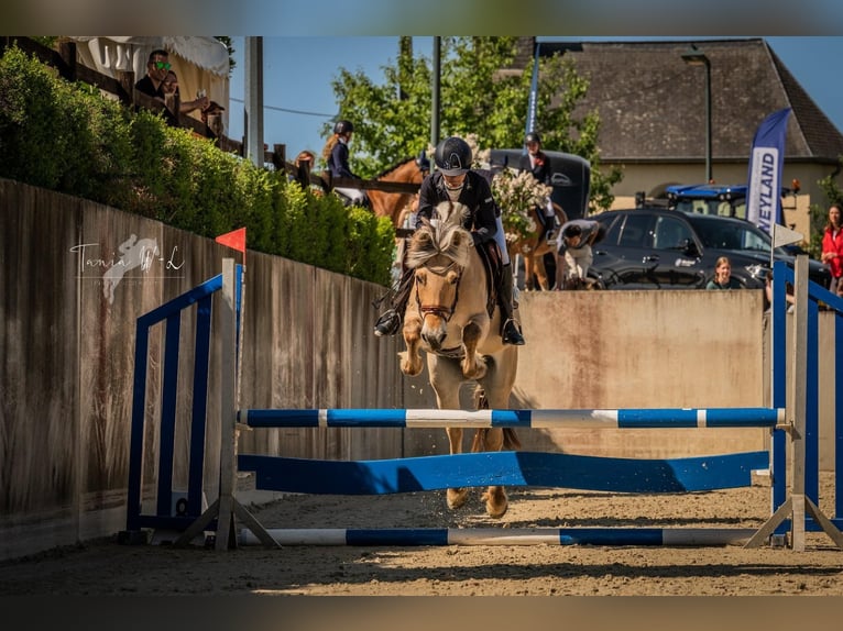 Chevaux fjord Jument 14 Ans 142 cm in Stockem