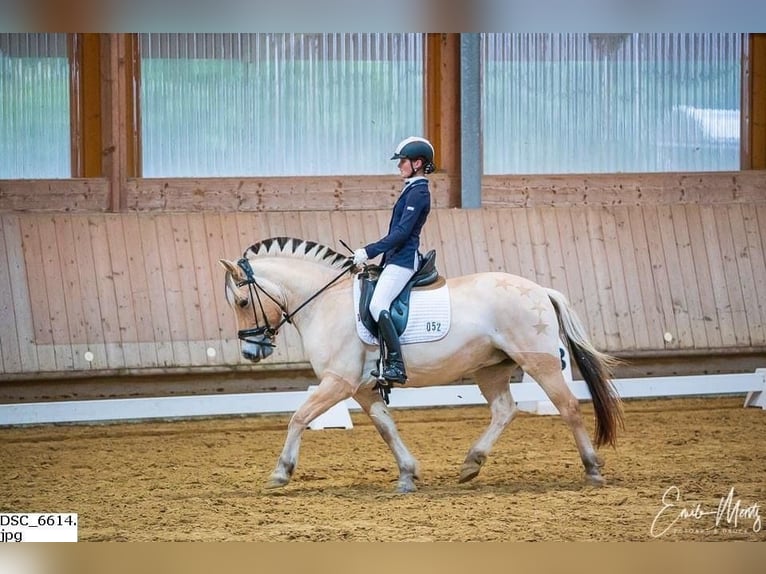 Chevaux fjord Jument 14 Ans 142 cm in Stockem