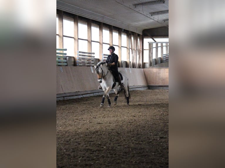 Chevaux fjord Jument 14 Ans 143 cm Isabelle in Krefeld