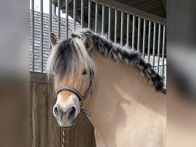 Chevaux fjord Jument 14 Ans 143 cm Isabelle in Krefeld