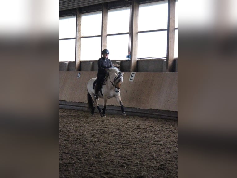 Chevaux fjord Jument 14 Ans 143 cm Isabelle in Krefeld