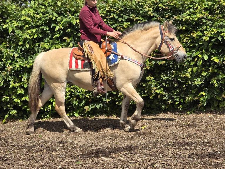 Chevaux fjord Jument 14 Ans 149 cm Isabelle in Linkenbach