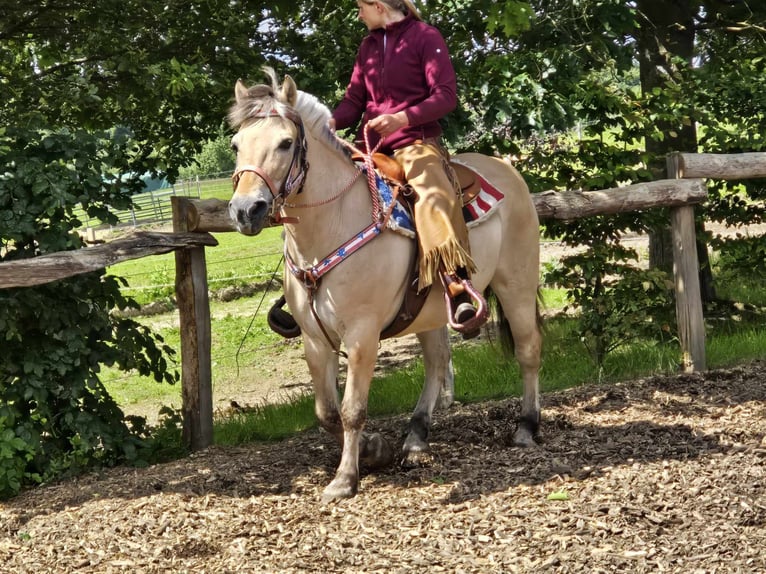 Chevaux fjord Jument 14 Ans 149 cm Isabelle in Linkenbach