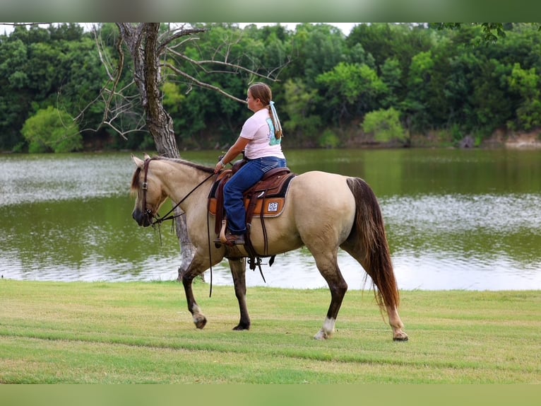 Chevaux fjord Croisé Jument 15 Ans 142 cm Isabelle in Terrell