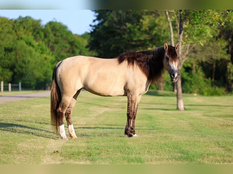 Chevaux fjord Croisé Jument 15 Ans 142 cm Isabelle in Terrell