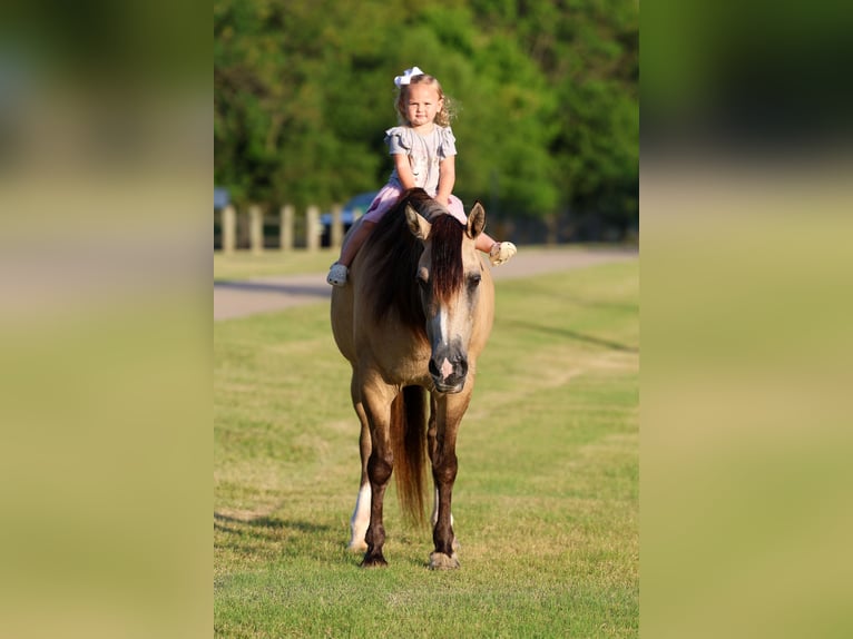 Chevaux fjord Croisé Jument 15 Ans 142 cm Isabelle in Terrell