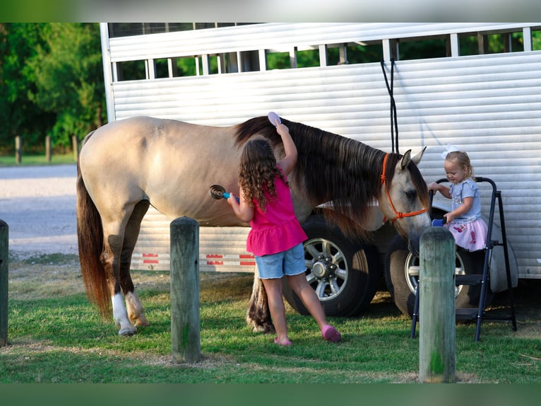 Chevaux fjord Croisé Jument 15 Ans 142 cm Isabelle in Terrell