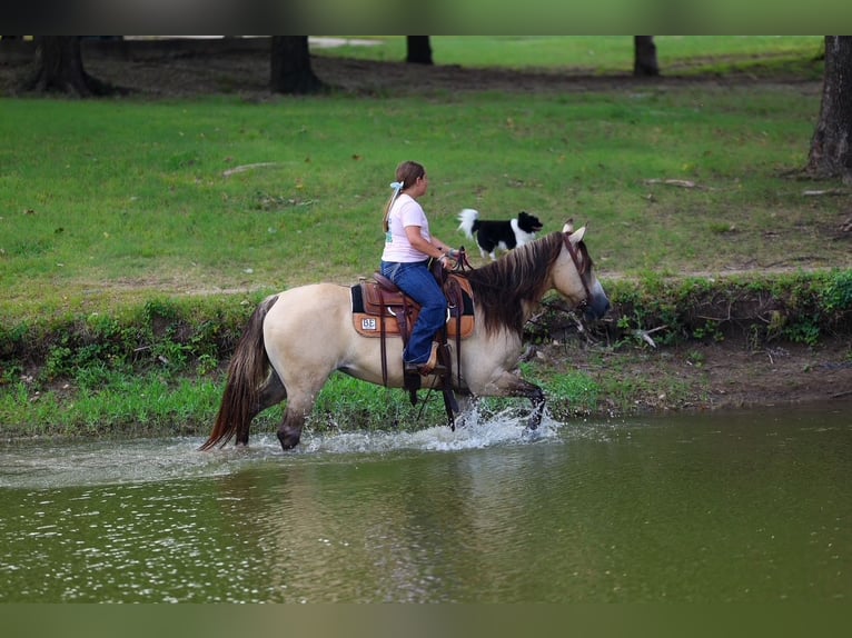 Chevaux fjord Croisé Jument 15 Ans 142 cm Isabelle in Terrell