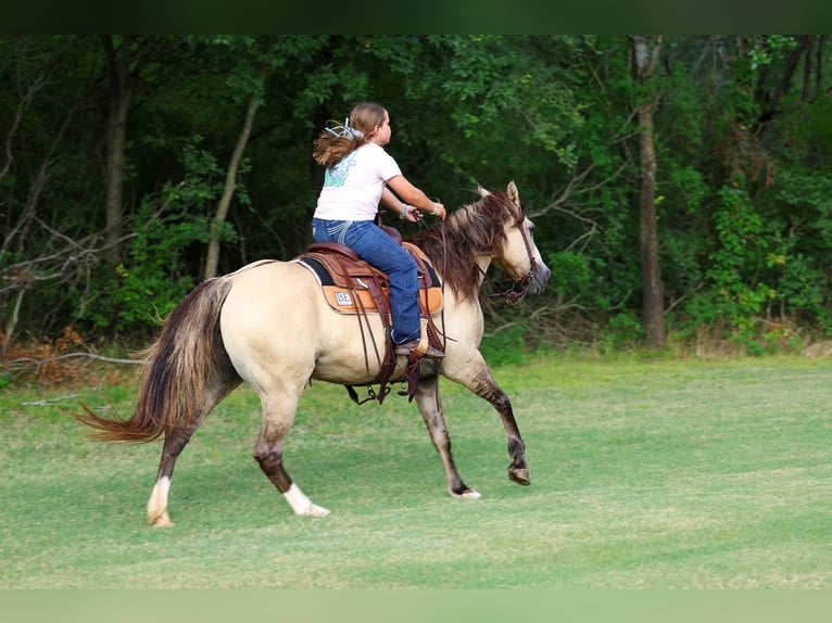 Chevaux fjord Croisé Jument 15 Ans 142 cm Isabelle in Terrell