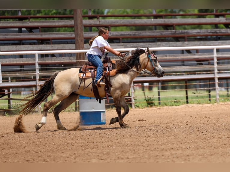 Chevaux fjord Croisé Jument 15 Ans 142 cm Isabelle in Terrell