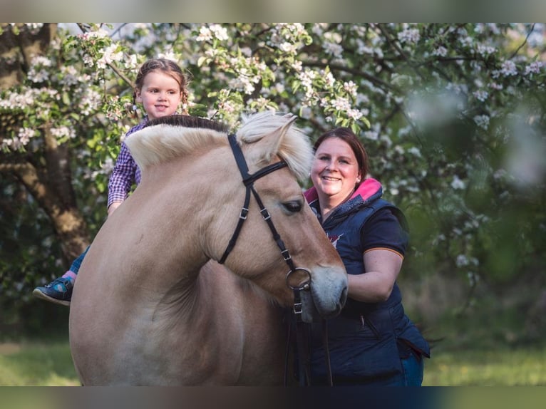 Chevaux fjord Jument 15 Ans 147 cm Isabelle in Mechernich