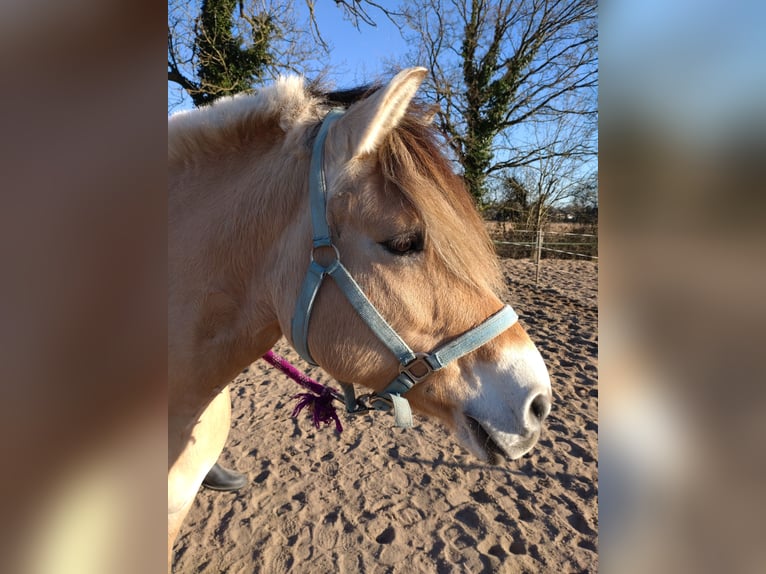 Chevaux fjord Jument 15 Ans 147 cm Isabelle in Duisburg