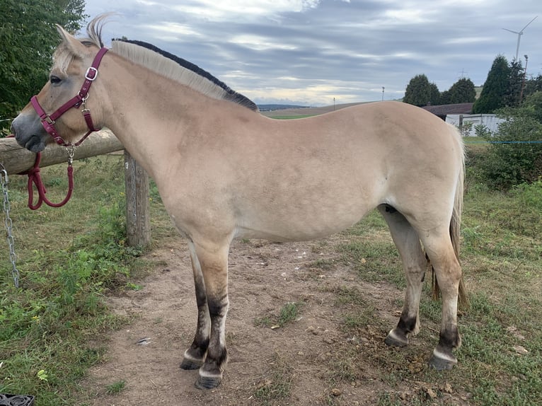 Chevaux fjord Jument 15 Ans 149 cm Isabelle in Quirnheim